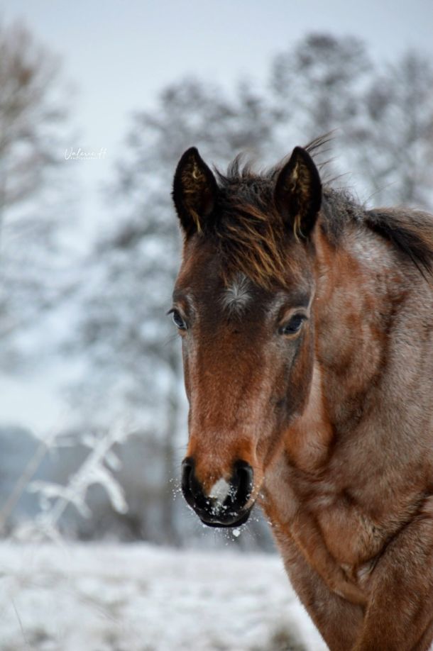 Pferd im Winter